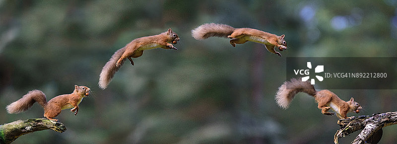 跳跃的松鼠合成图图片素材