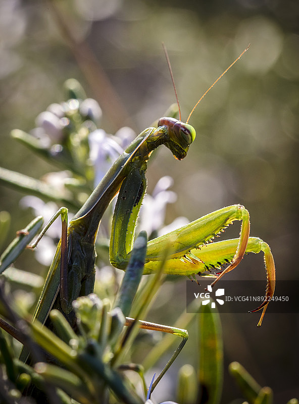 绿色螳螂昆虫图片素材
