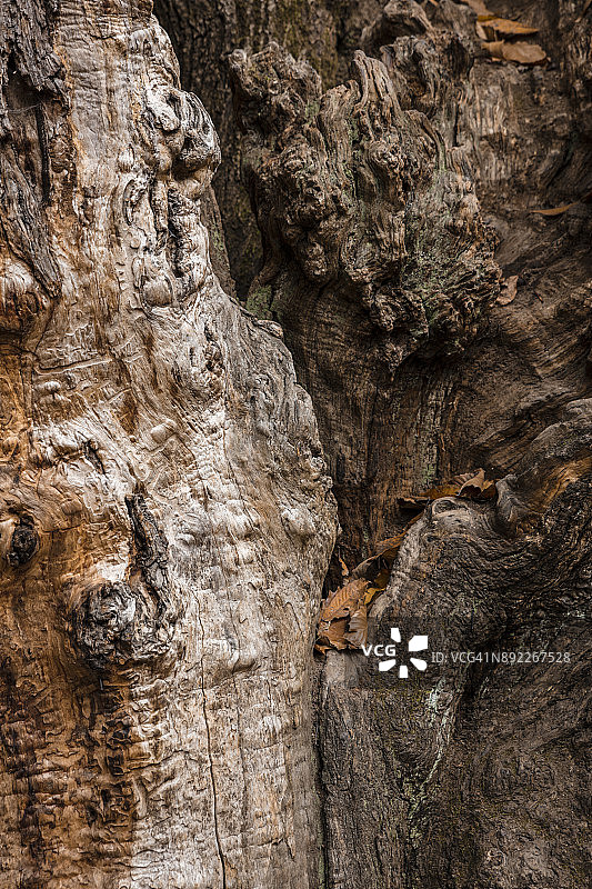 树木纹理图片素材