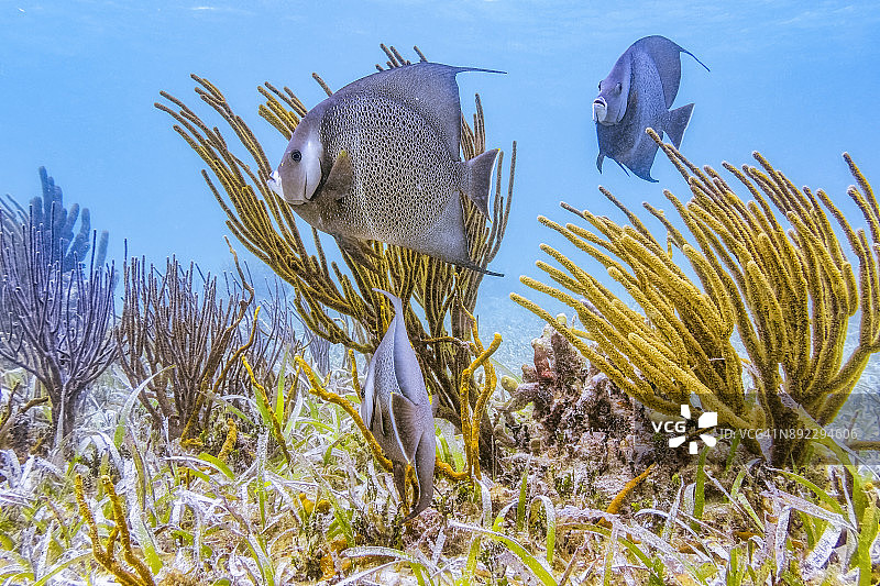 加勒比海伯利兹堡礁/安伯格里斯岛霍尔陈海洋保护区的海洋生物与法国神仙鱼图片素材