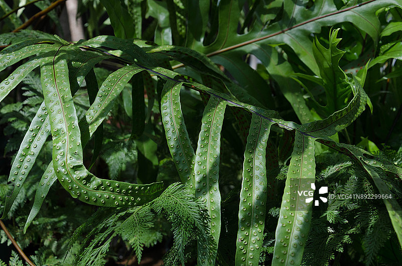 金星蕨图片素材