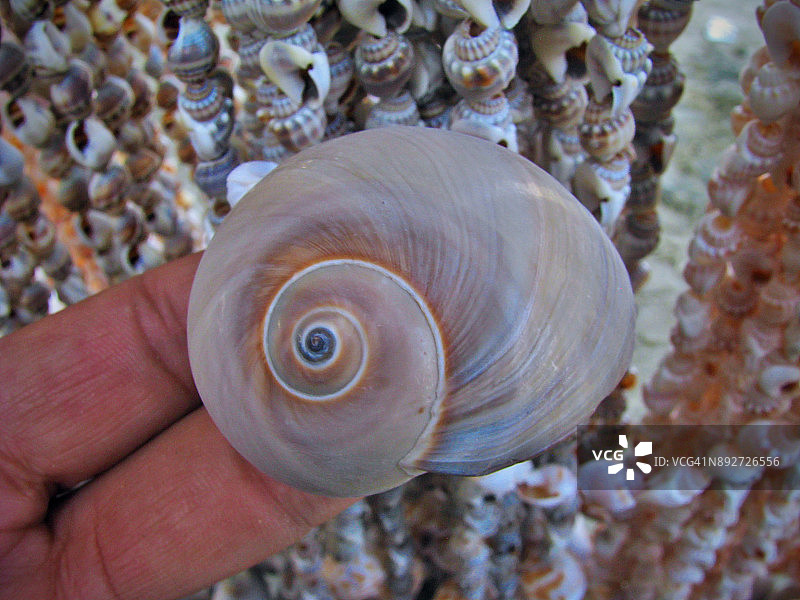 贝壳珠宝与装饰品图片素材