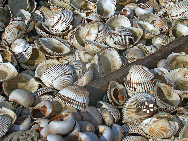 贝壳珠宝与装饰品图片素材