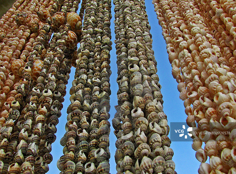 贝壳珠宝与装饰品图片素材