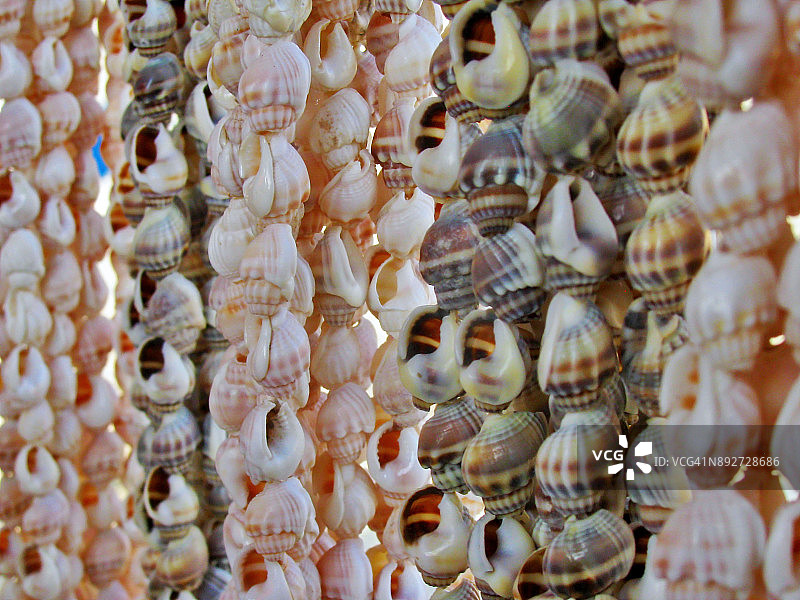 贝壳珠宝与装饰品图片素材