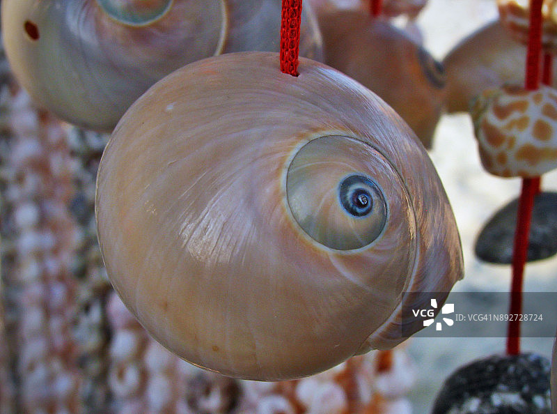 贝壳珠宝与装饰品图片素材