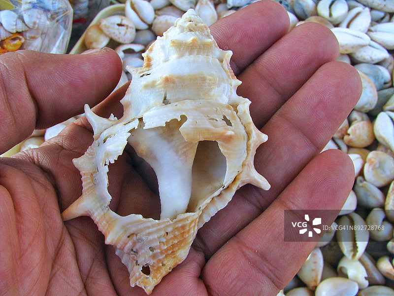 贝壳珠宝与装饰品图片素材