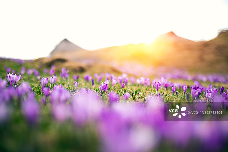 番红花的花图片素材