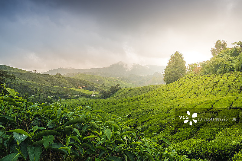 马来西亚茶园日出时的雾蒙蒙的早晨图片素材