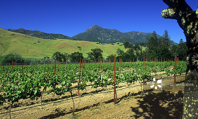 加利福尼亚州纳帕谷的葡萄园图片素材