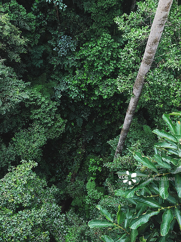 从婆罗洲树顶步道俯瞰雨林深处图片素材