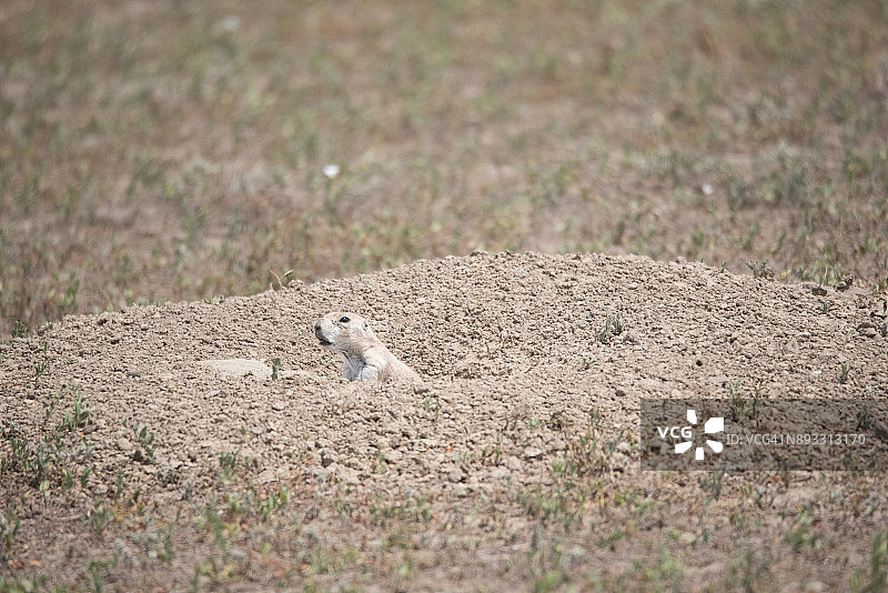 地鼠，草原犬鼠，紧张地观望图片素材