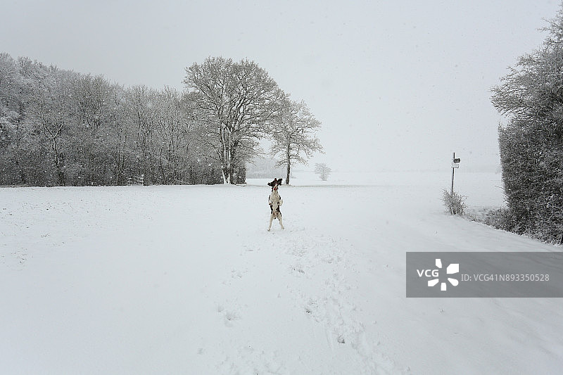 英国赫特福德希思乡村的暴风雪：英国史宾格犬跃起捕捉飘落的雪花图片素材
