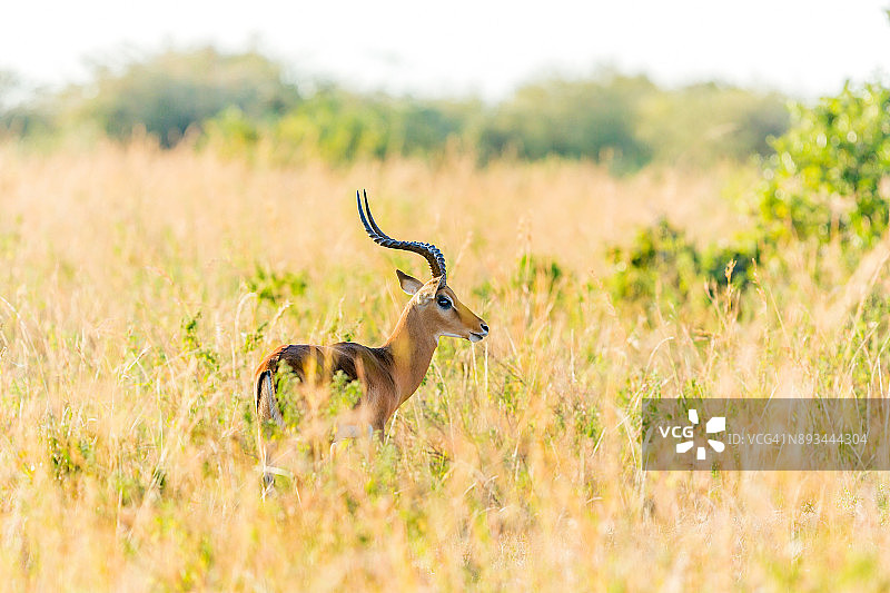 雄性葛氏瞪羚图片素材