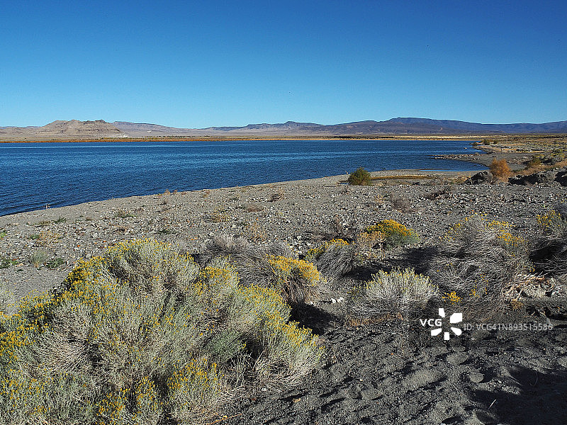 内华达州金字塔湖沿岸的黄色沙米萨花图片素材