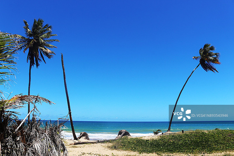 巴西Paraia do Forte的海滩椰子树图片素材