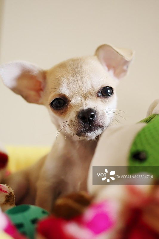 吉娃娃坐在家里的床上图片素材