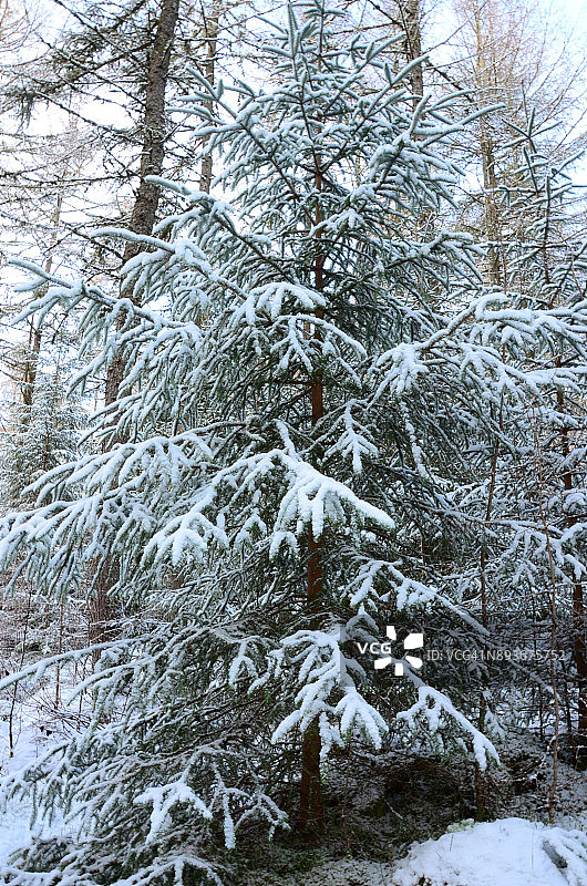 森林在冬天图片素材