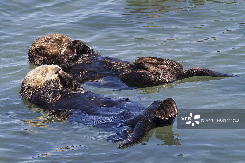 一对南方海獭正在睡觉图片素材