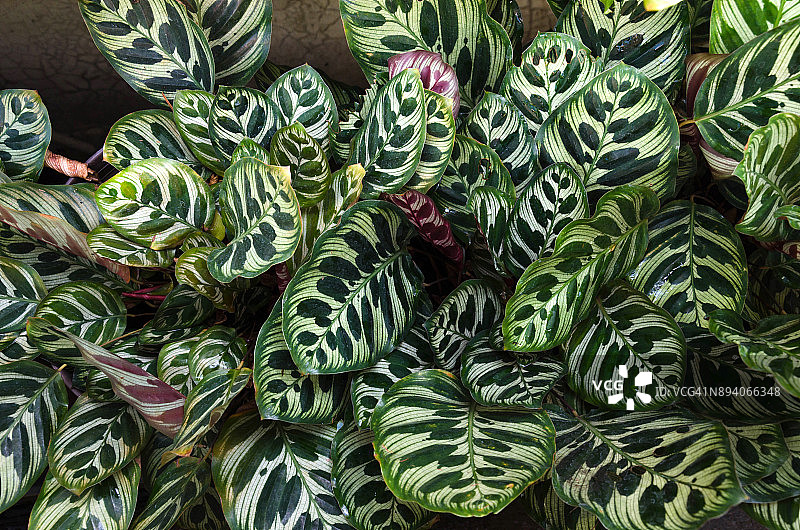 竹芋植物图片素材