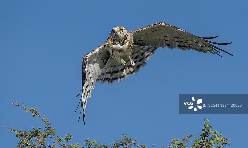 飞行中的黑胸蛇雕图片素材
