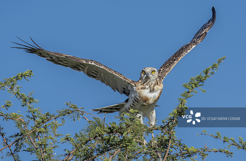 飞行中的黑胸蛇雕图片素材