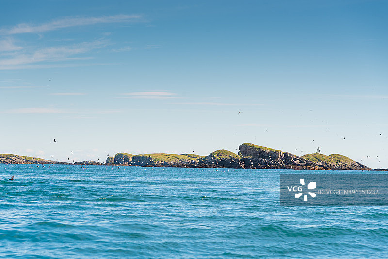 夏季挪威罗弗敦群岛的鸟类海鸥和海雀图片素材