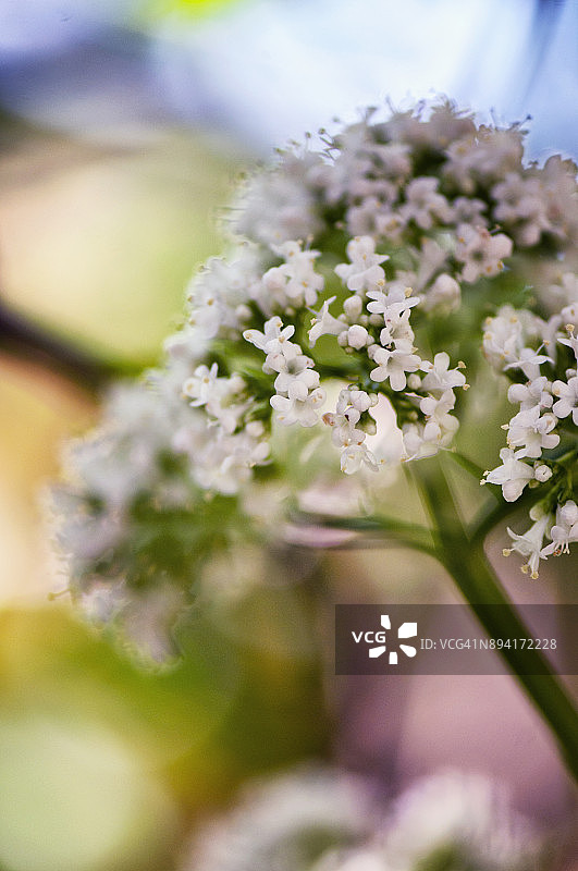 缬草花图片素材