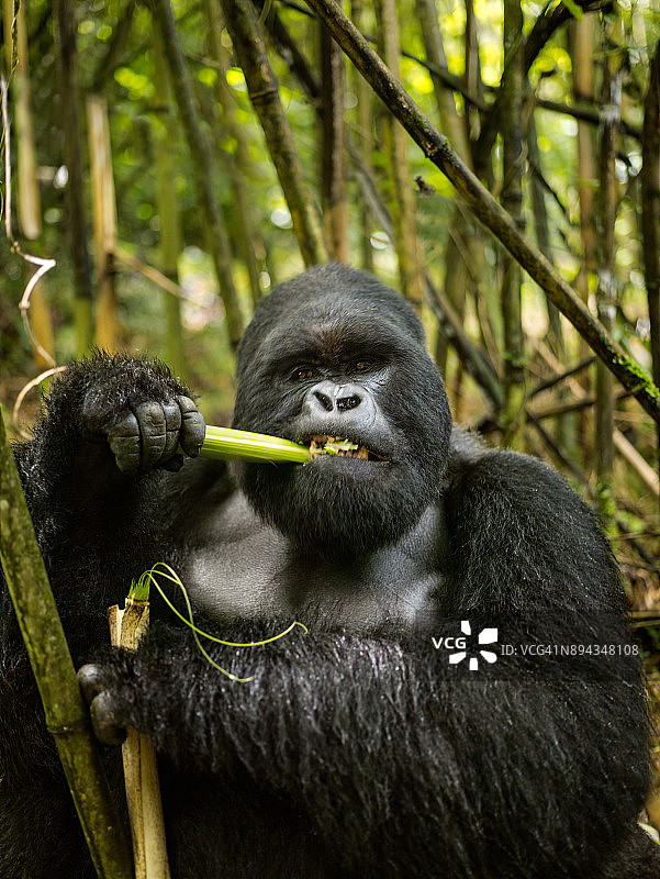 成年山地大猩猩正在吃竹子图片素材