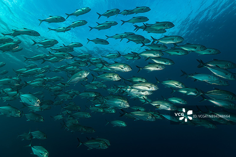 六带鲹，在马鲁古群岛和西巴布亚之间的外礁缓慢移动，印度尼西亚图片素材