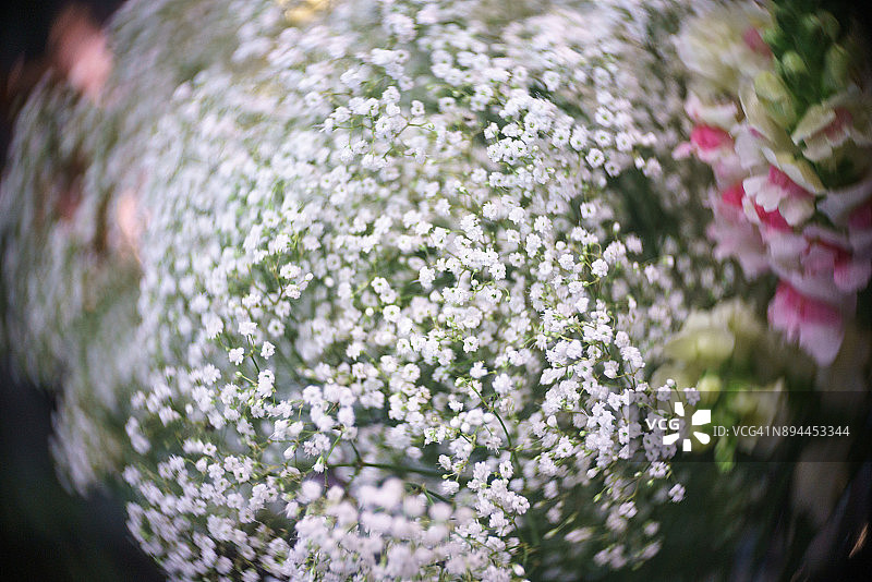 满天星图片素材