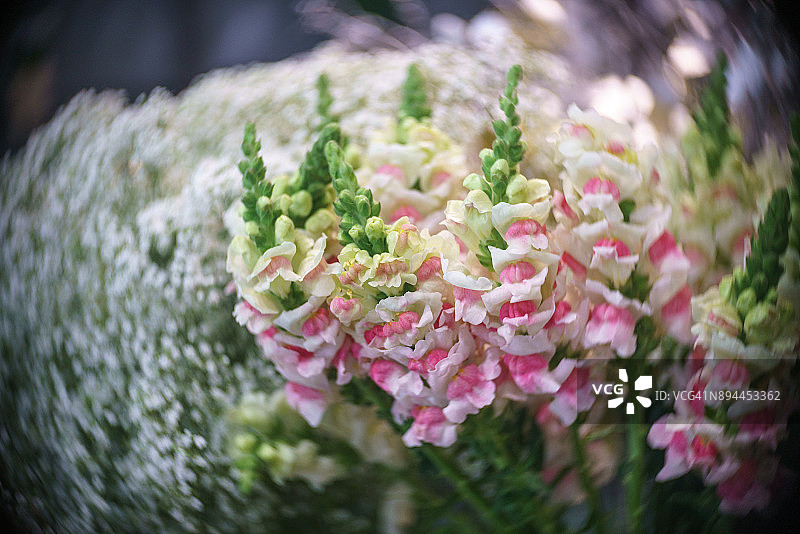 艺术背景上的唐菖蒲图片素材