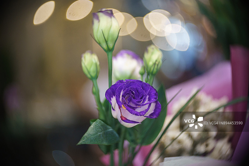 艺术背景上的草原龙胆花图片素材