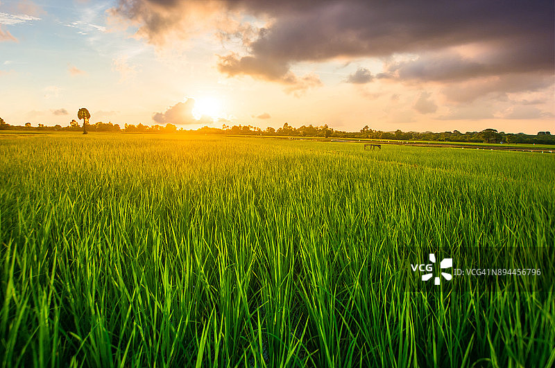 全景自然景观的绿色田野与水稻图片素材