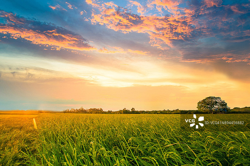 全景自然景观的绿色田野与水稻图片素材