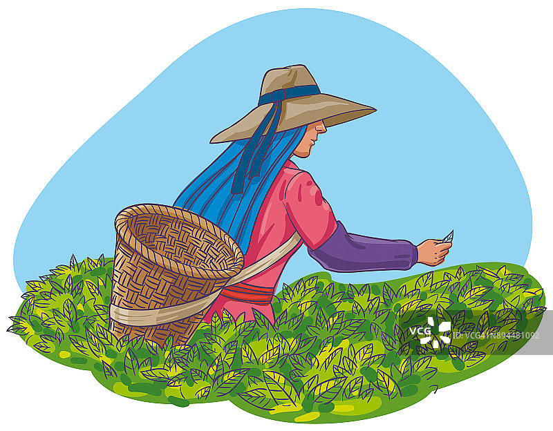 采摘茶叶图片素材