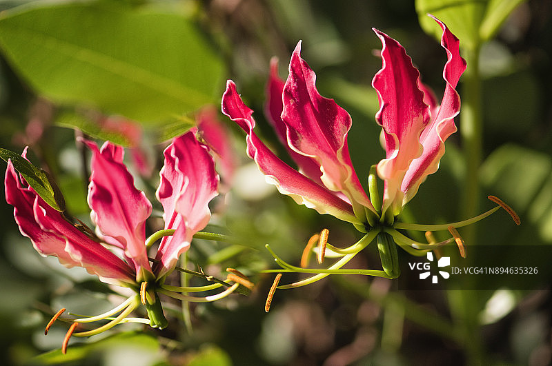红色嘉兰百合花图片素材