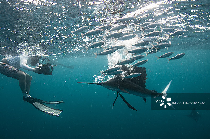 潜水员拍摄旗鱼在水面附近捕食沙丁鱼图片素材