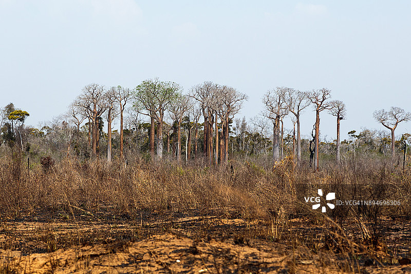 猴面包树和烧焦的地面图片素材