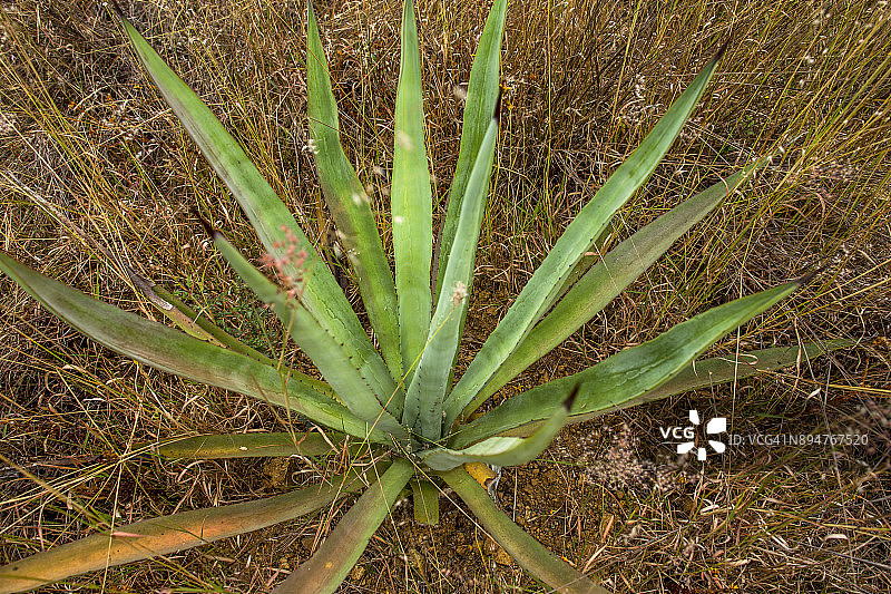 龙舌兰植物图片素材