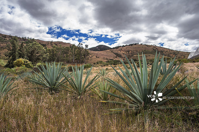龙舌兰植物图片素材