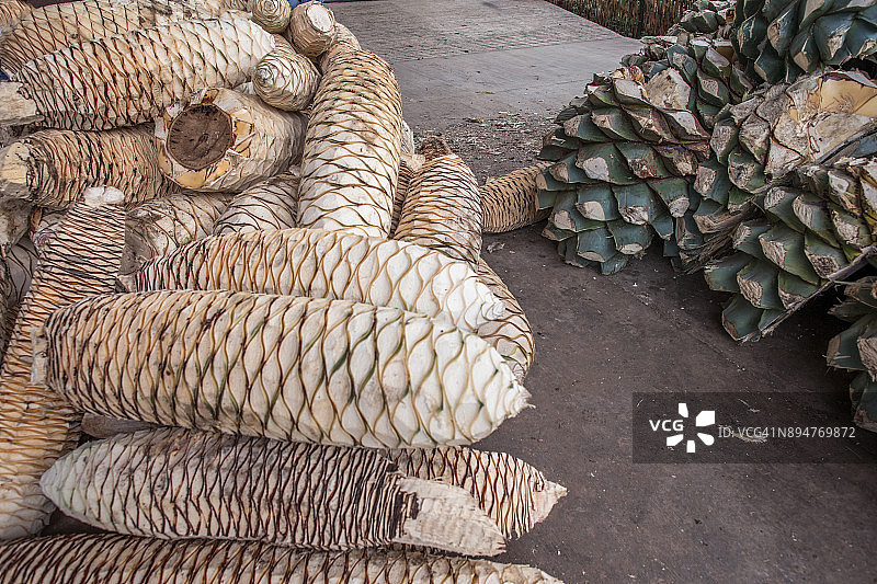 待烹饪的龙舌兰图片素材
