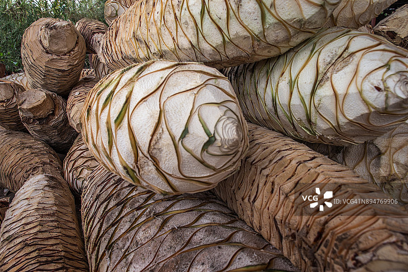 待烹饪的龙舌兰图片素材