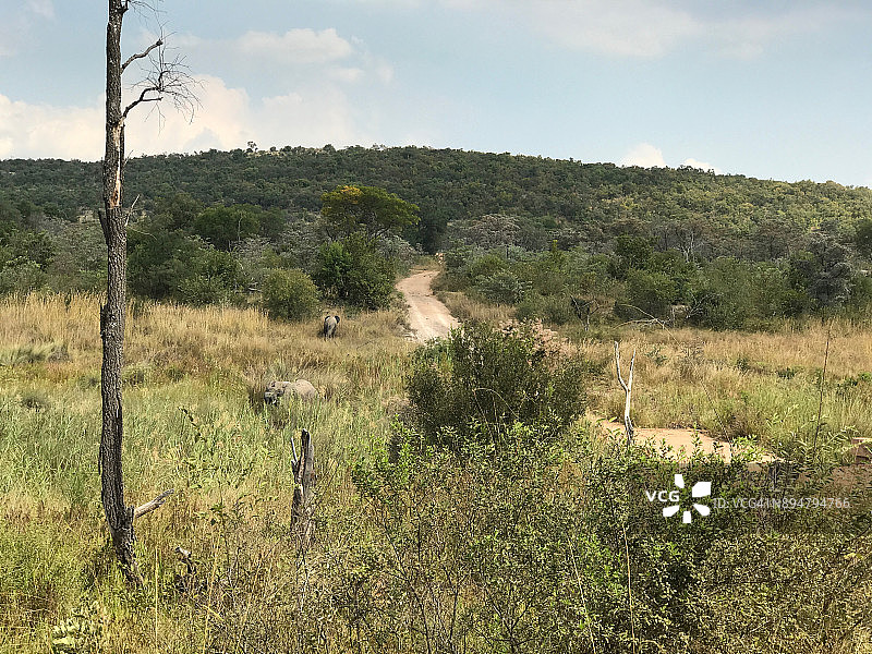 狂野的南非 6图片素材