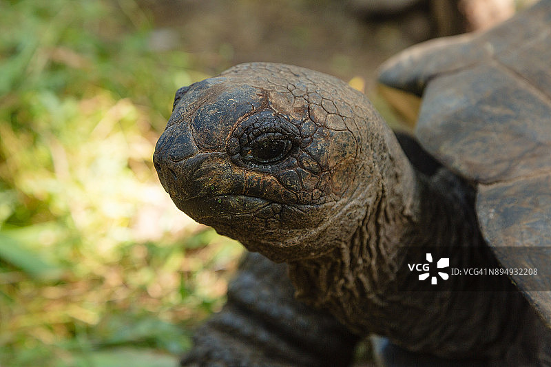 尚古岛上的阿尔达布拉巨龟特写图片素材