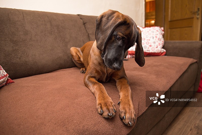可爱的小狗在沙发上寻找玩具图片素材
