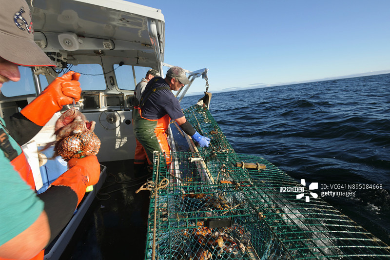 放入并诱捕龙虾陷阱图片素材