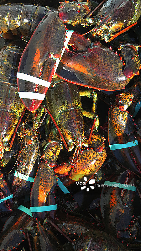 用橡皮筋捆绑的鲜活龙虾图片素材