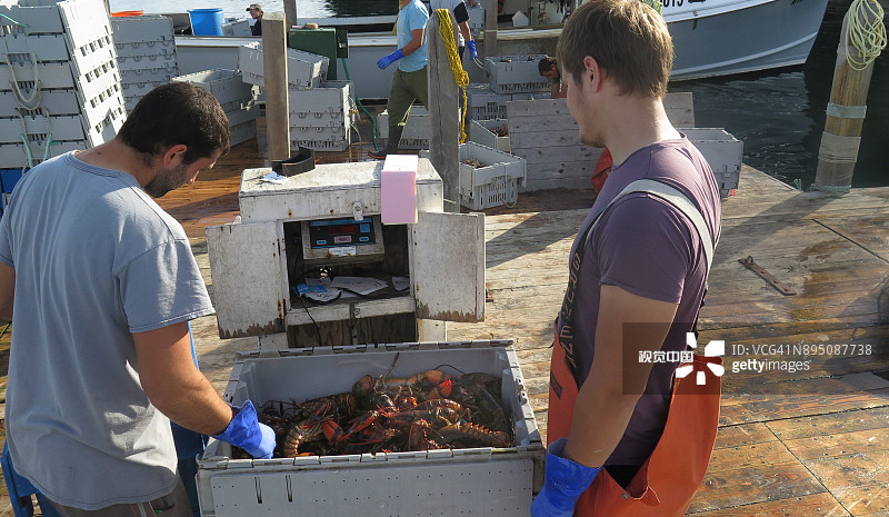 码头上称重的龙虾图片素材
