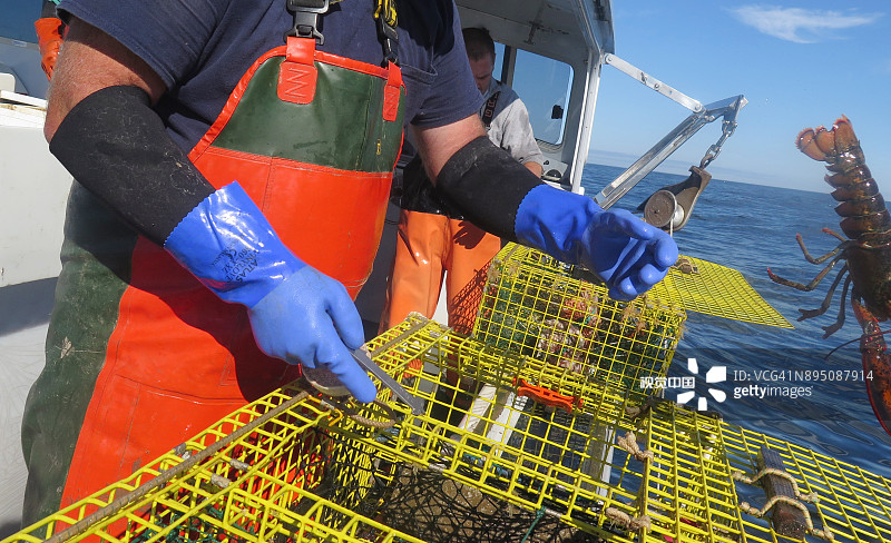 被扔回船外的被拒绝的龙虾图片素材